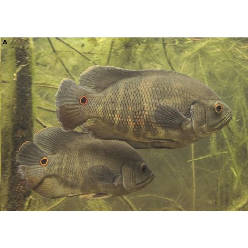 Astronotus mikoljii 3-5cm