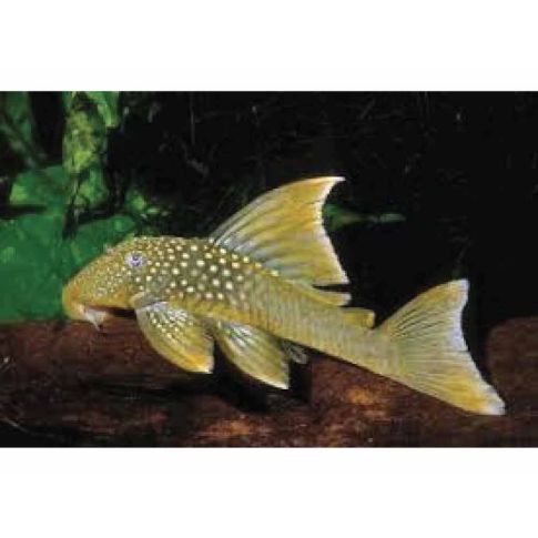 l200a Baryancistrus demantoides 6-8cm