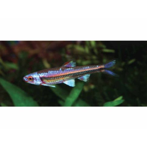Notropis chrosomus 3-4cm