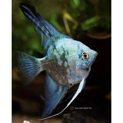 Scalare Pinoy Blue Marble 3-5cm